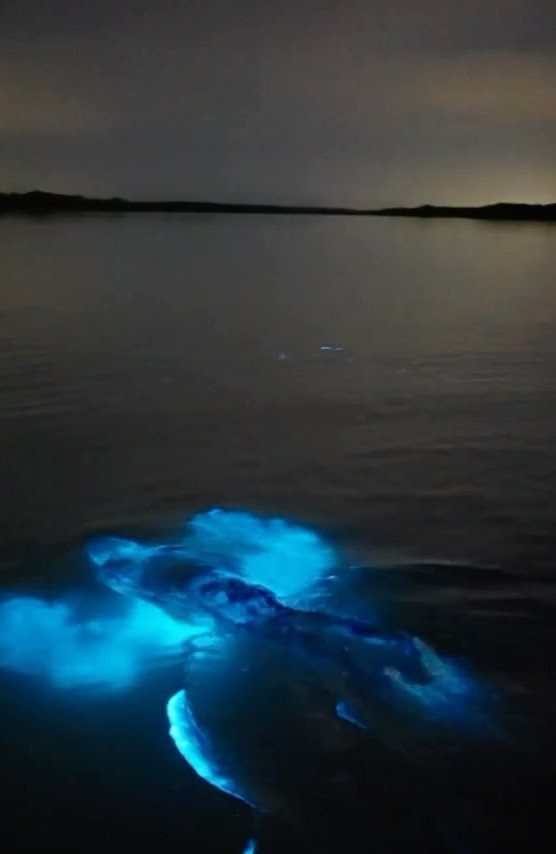 Bioluminescent blue plankton glowing in dark ocean water under a night sky