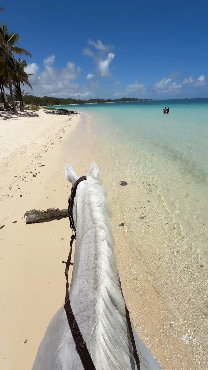 White horse on a sandy beach with turquoise water and palm trees.