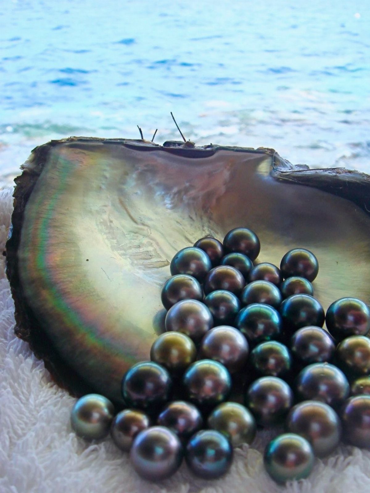 Black Tahitian pearls resting in a shimmering oyster shell on a white sandy beach.