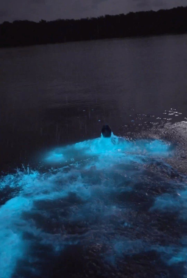 Person swimming in dark water with glowing blue bioluminescent ripples around them.