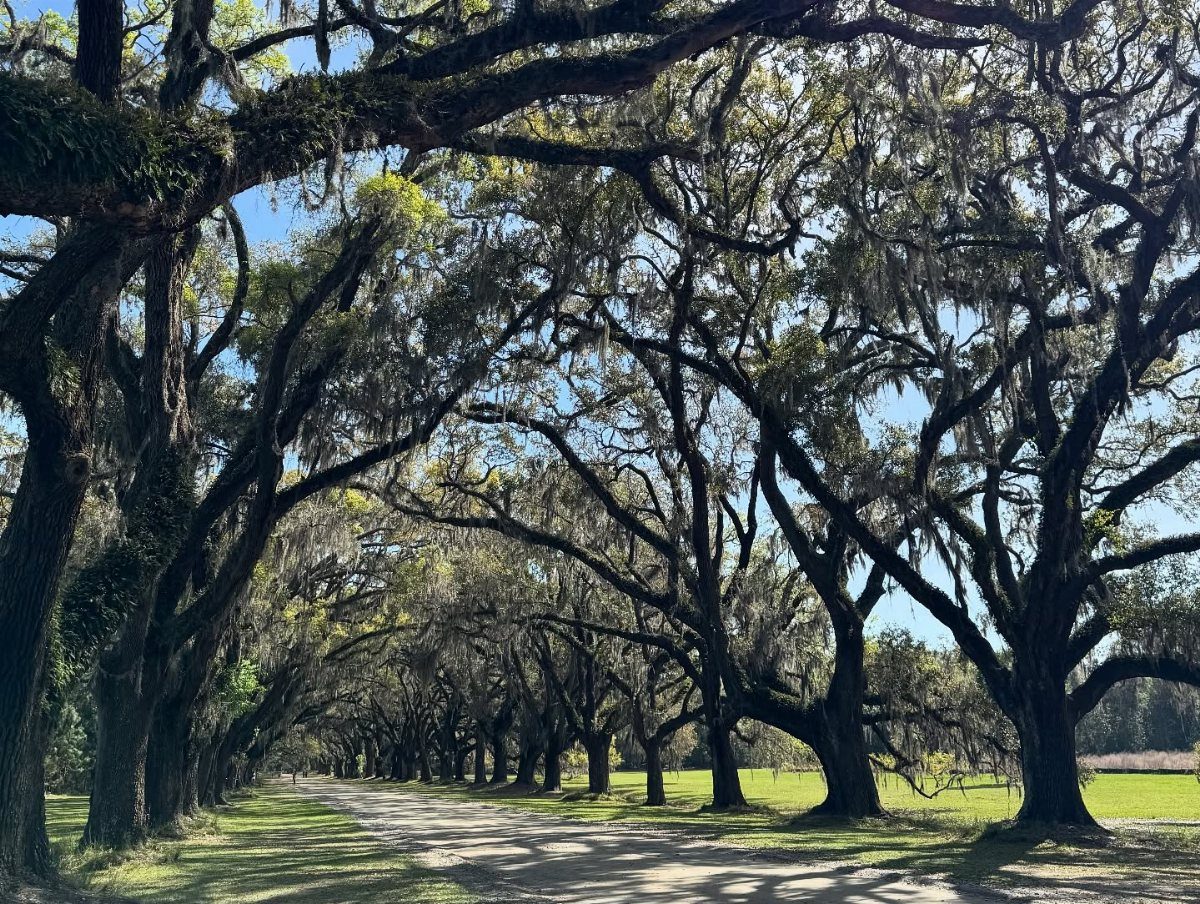 Dirt road lined with ancient oak trees draped in Spanish moss under blue sky