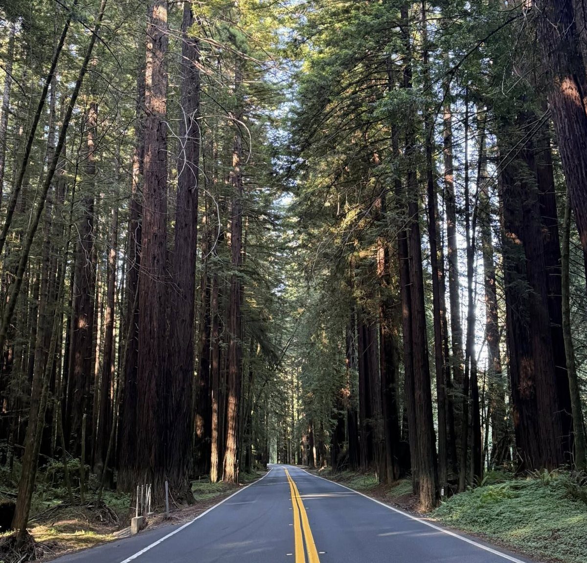Paved road winding through a dense forest of tall redwood trees.