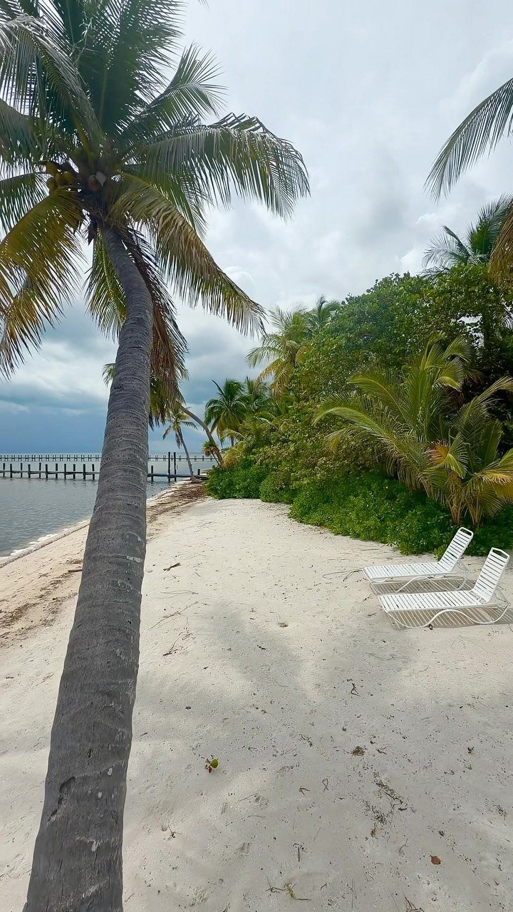 White sand beach with palm trees, lounge chairs, and a wooden pier.