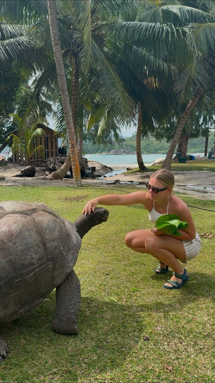 Woman feeding a giant tortoise on a tropical lawn with palm trees.
