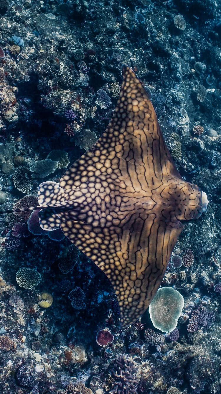 Spotted eagle ray swimming over a rocky coral seabed in deep blue water.