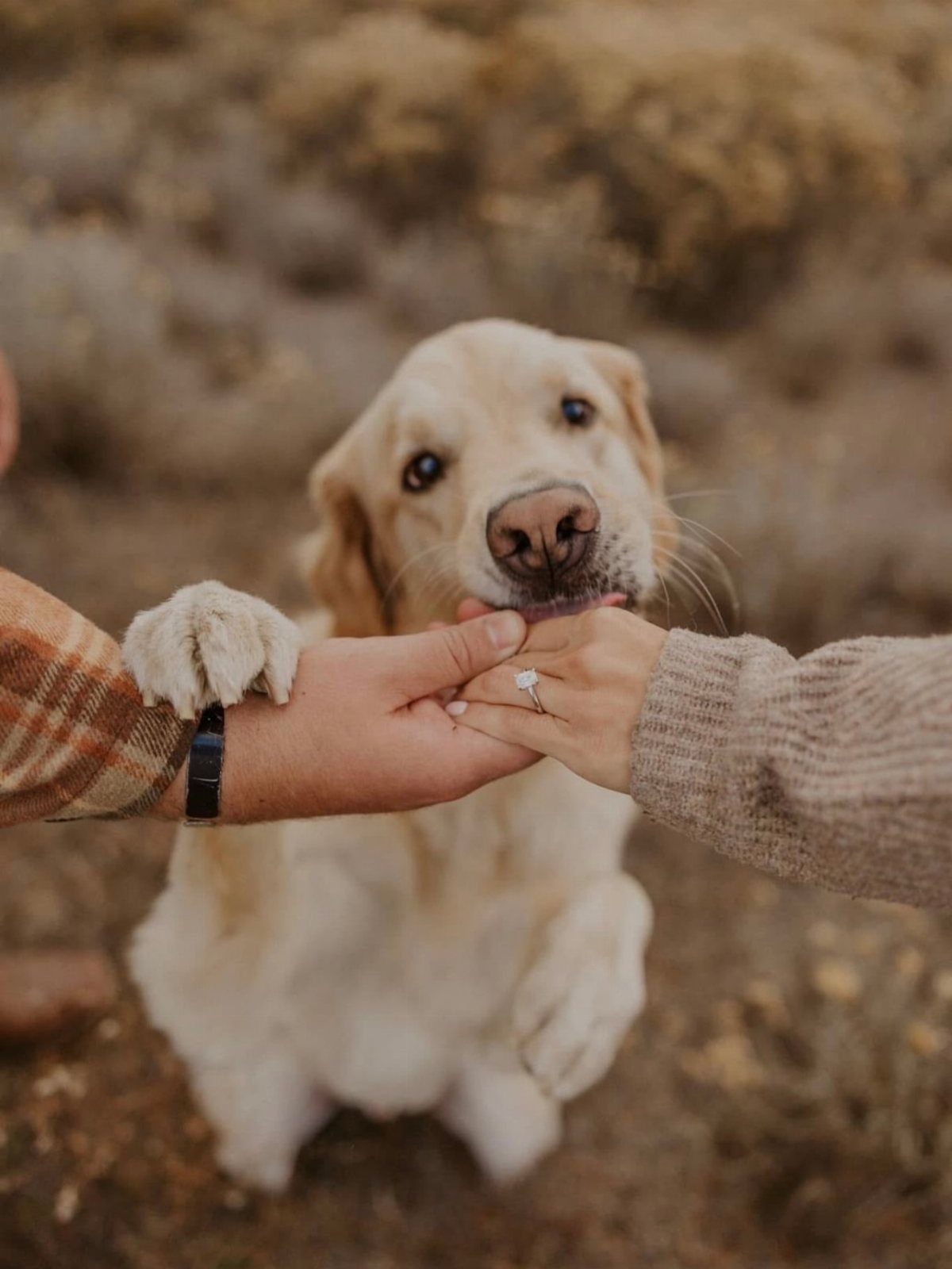 Golden retriever dog sitting between a couple holding hands with an engagement ring.