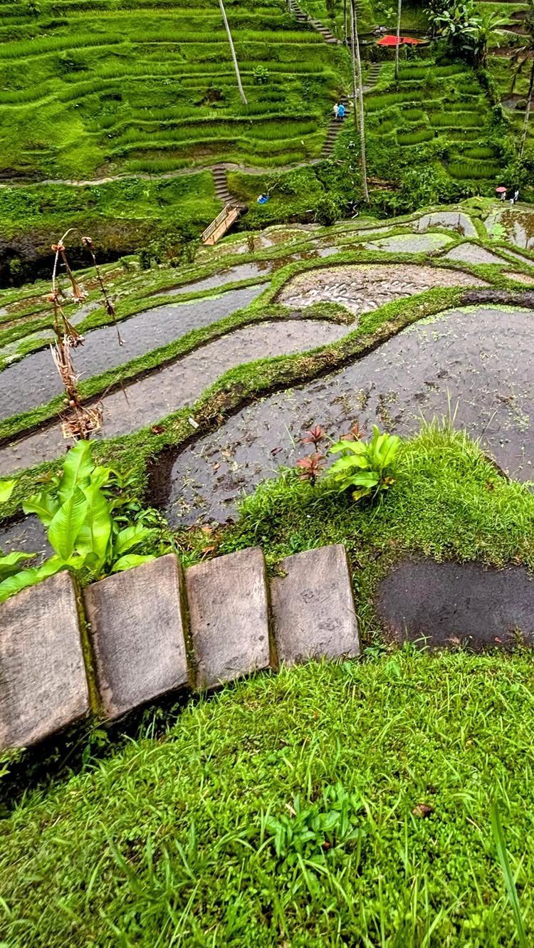 Terraced green rice paddies with a winding walking path and stone steps.